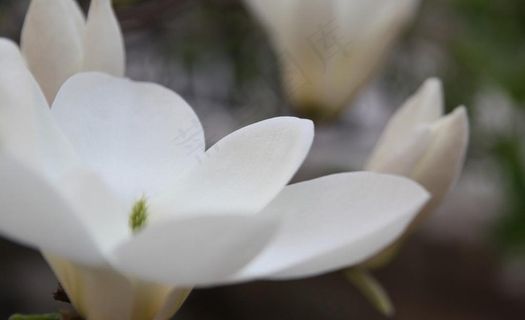 白玉兰 白玉兰