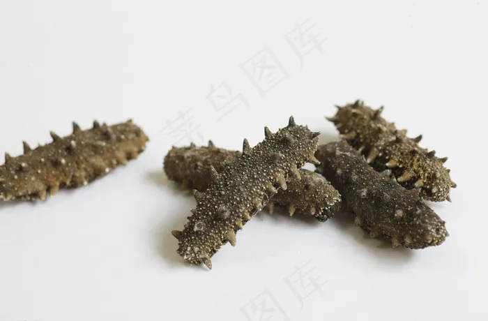 海参图片