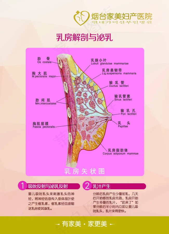 005乳房解剖psd模版下载