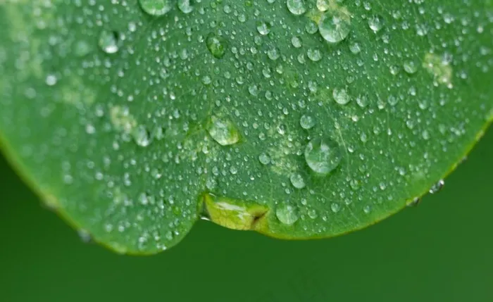 绿叶与水珠图片