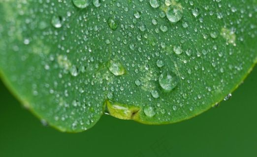 绿叶与水珠图片 绿叶与水珠图片
