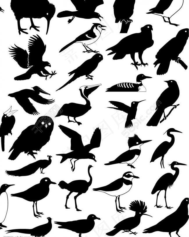 鸟类剪影汇总图片
