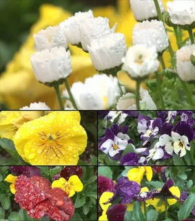 高清鲜花露珠视频素材 高清鲜花露珠视频素材