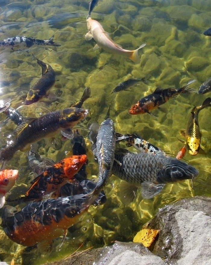 观赏鱼类图片
