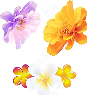 矢量鲜花 花朵图片 矢量鲜花 花朵图片