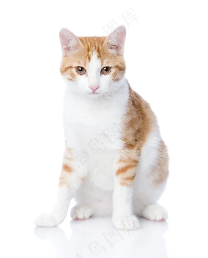 坐着的可爱猫咪图片