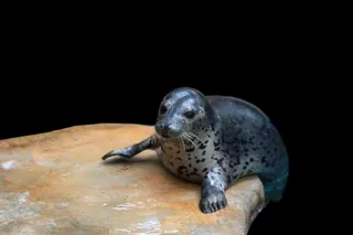 海豹免抠素材PSD分层