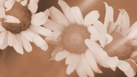 老年花运动背景 老年花运动背景