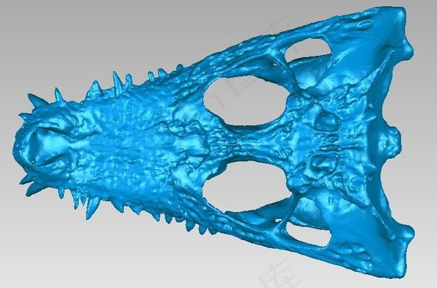 短吻鳄的头骨