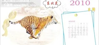 2010台历东北虎-8月