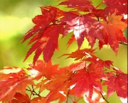 红色枫叶摇动
