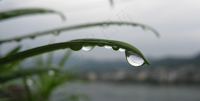 雨后露珠图片