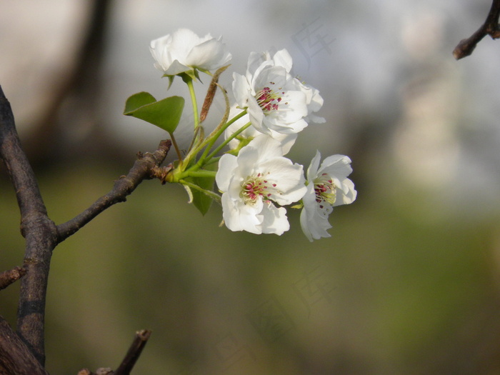 春天 梨花 花朵写真 高清