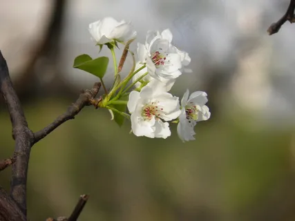 春天 梨花 花朵写真 高清 春天 梨花 花朵写真 高清