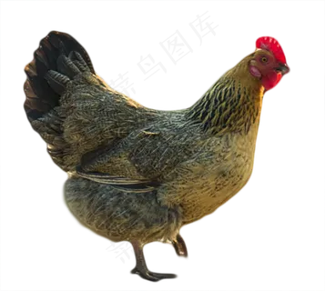 动物母鸡,免抠元素