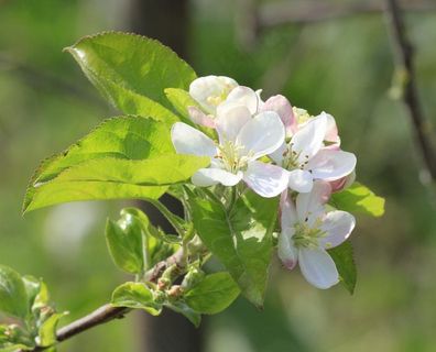 春天的苹果 梨花图片 春天的苹果 梨花图片