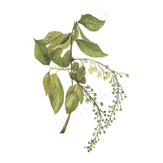 唯美水彩手绘花卉１PSD 23PN...