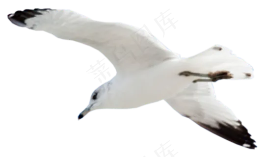 动物免抠png图片ps素材飞鸟