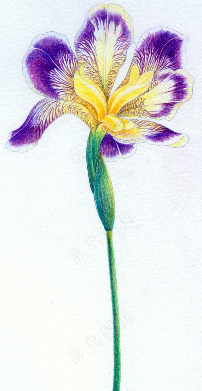 手绘工笔画植物花卉素材