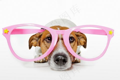 戴眼镜的可爱小狗图片
