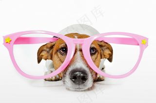 戴眼镜的可爱小狗图片
