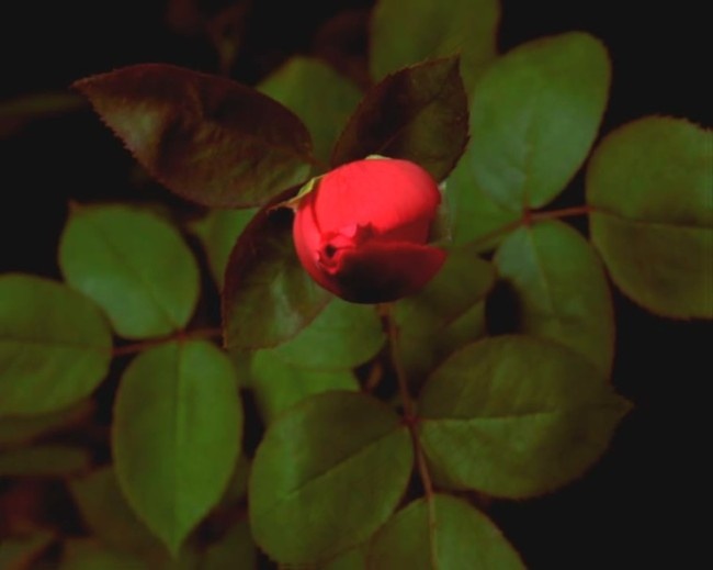 美丽花开