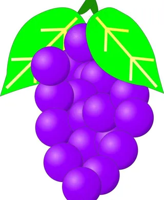 矢量葡萄图片