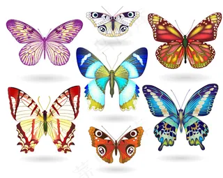 大自然五彩缤纷的蝴蝶彩蝶真实素材