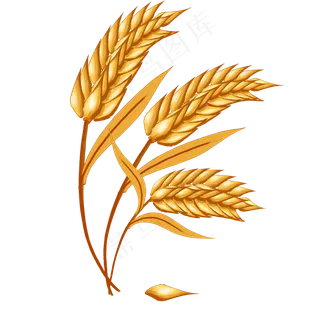 五谷杂粮之大米麦穗五谷杂粮之大米麦穗