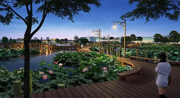 城市公园荷花池图片