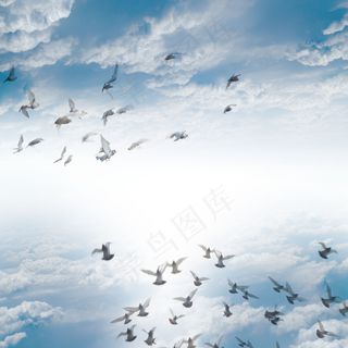蓝天中飞翔的鸽子图片