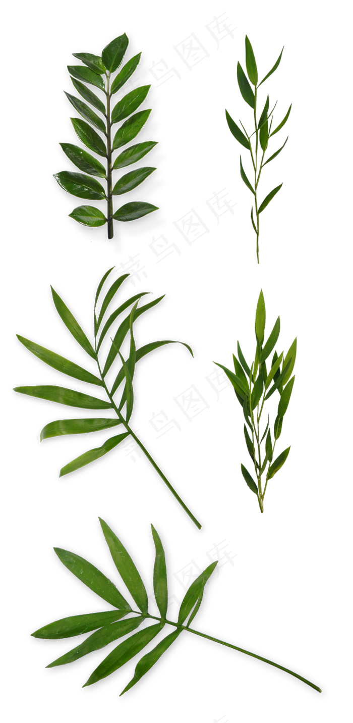 绿叶树叶春季夏季绿植免扣素材