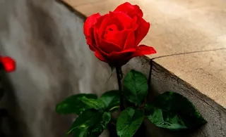 雨后月季花图片