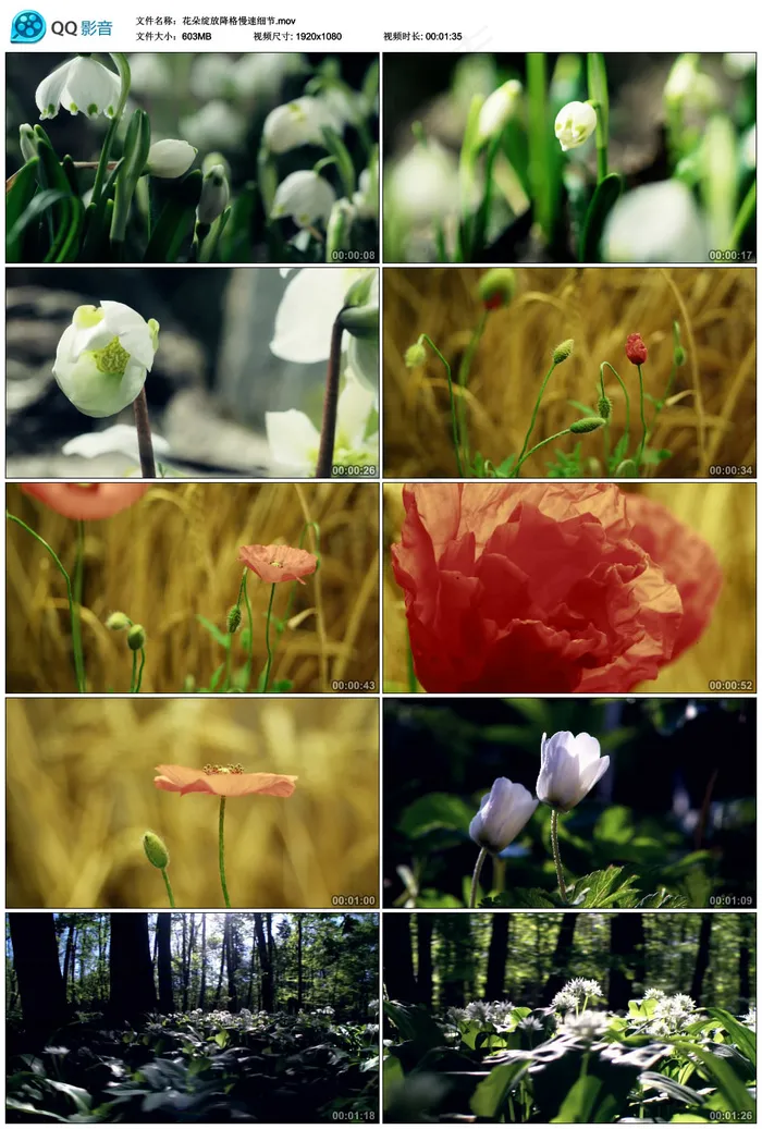 花朵绽放降格慢速细节延时