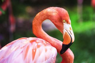 野生动物网站CSS模板