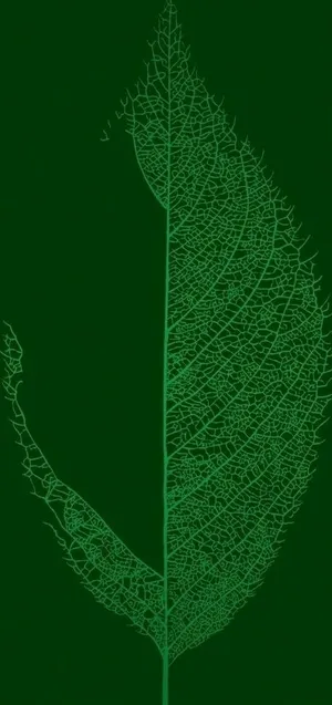 叶子纹路图片