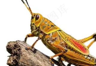 蝗虫免抠素材PSD分层