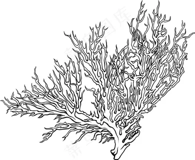 向量的热带植物