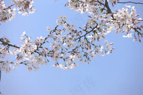 蓝天下的樱花树枝图片 蓝天下的樱花树枝图片