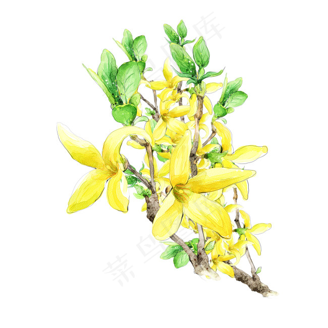 素描花朵psd模版下载