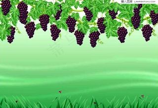 绿色清新葡萄藤背景