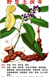 野生土茯苓图片