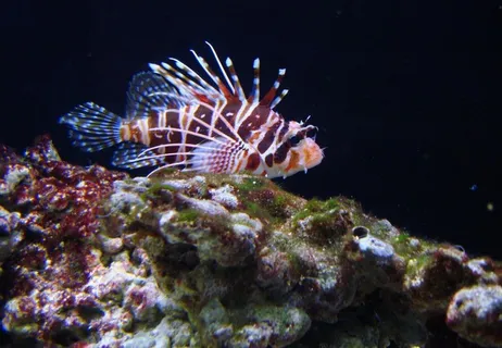 夏威夷之旅图片