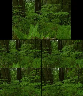 原始森林茂密绿色树叶特写实拍视频 原始森林茂密绿色树叶特写实拍视频