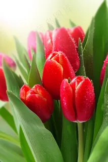 郁金香花束背景图