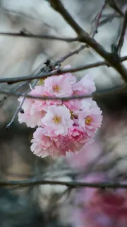树上的花朵高清摄影图片 树上的花朵高清摄影图片