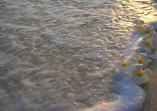 海水沙滩鲜花图片