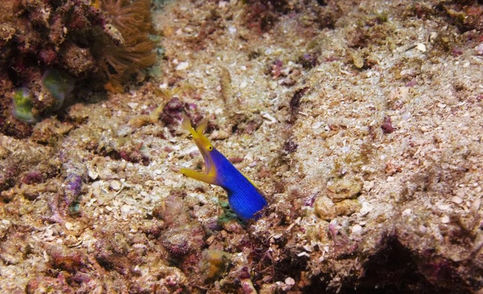 海洋鱼类 海图片