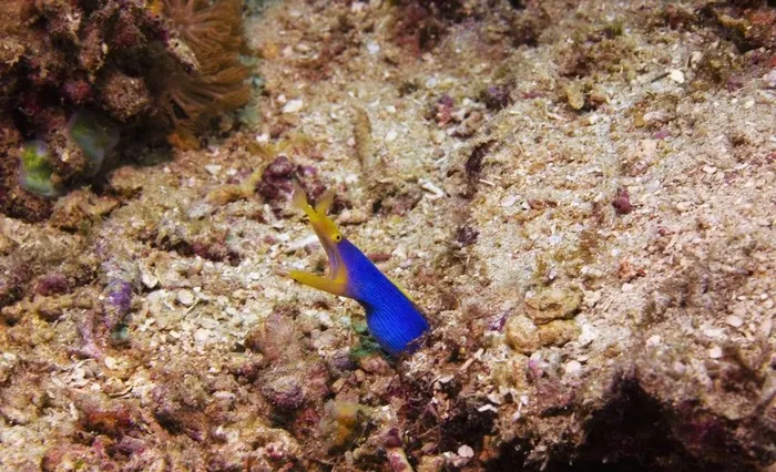海洋鱼类 海图片