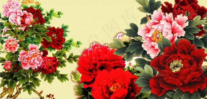 psd精品分层国花图片(3168X1710(DPI:300))psd模版下载